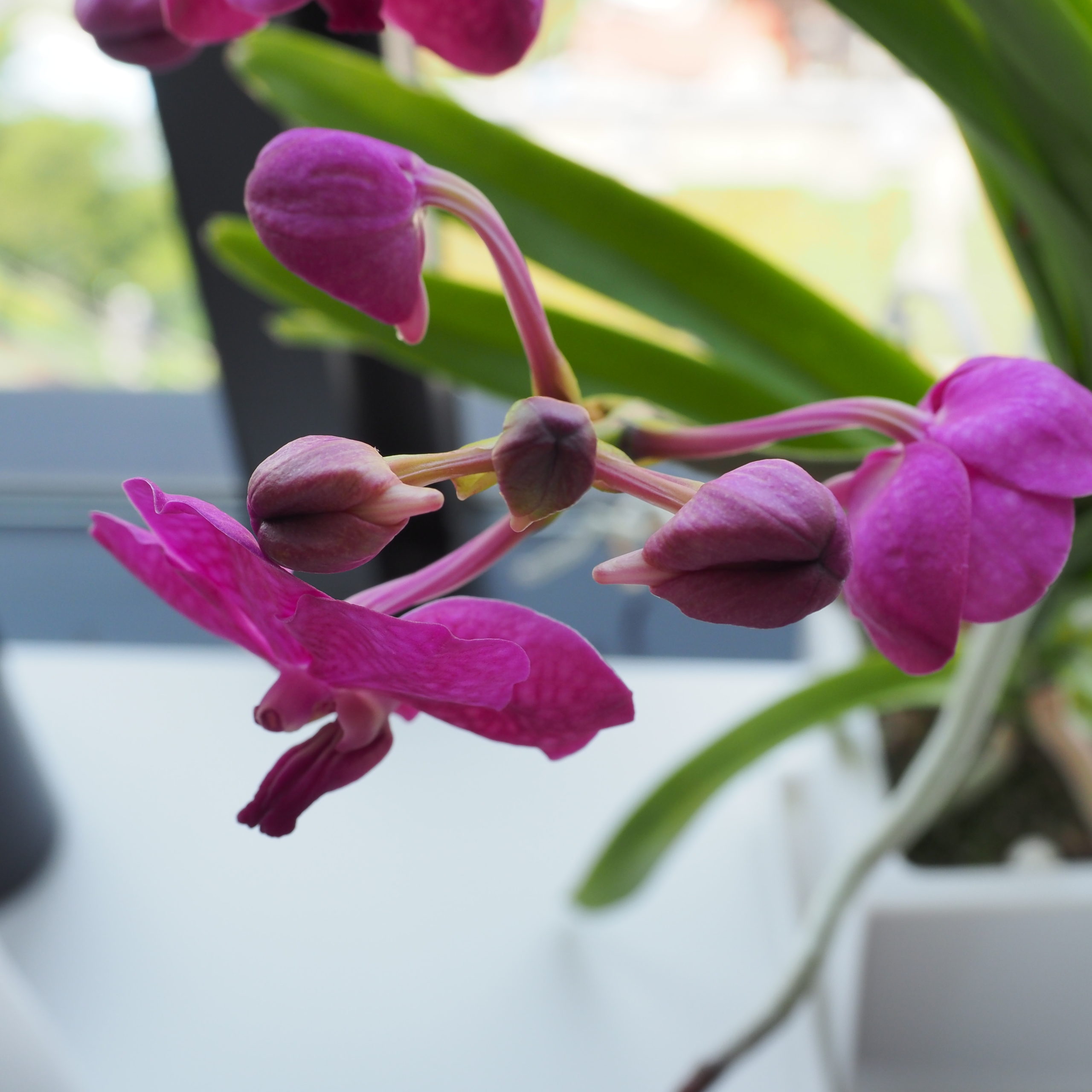 バンダの花