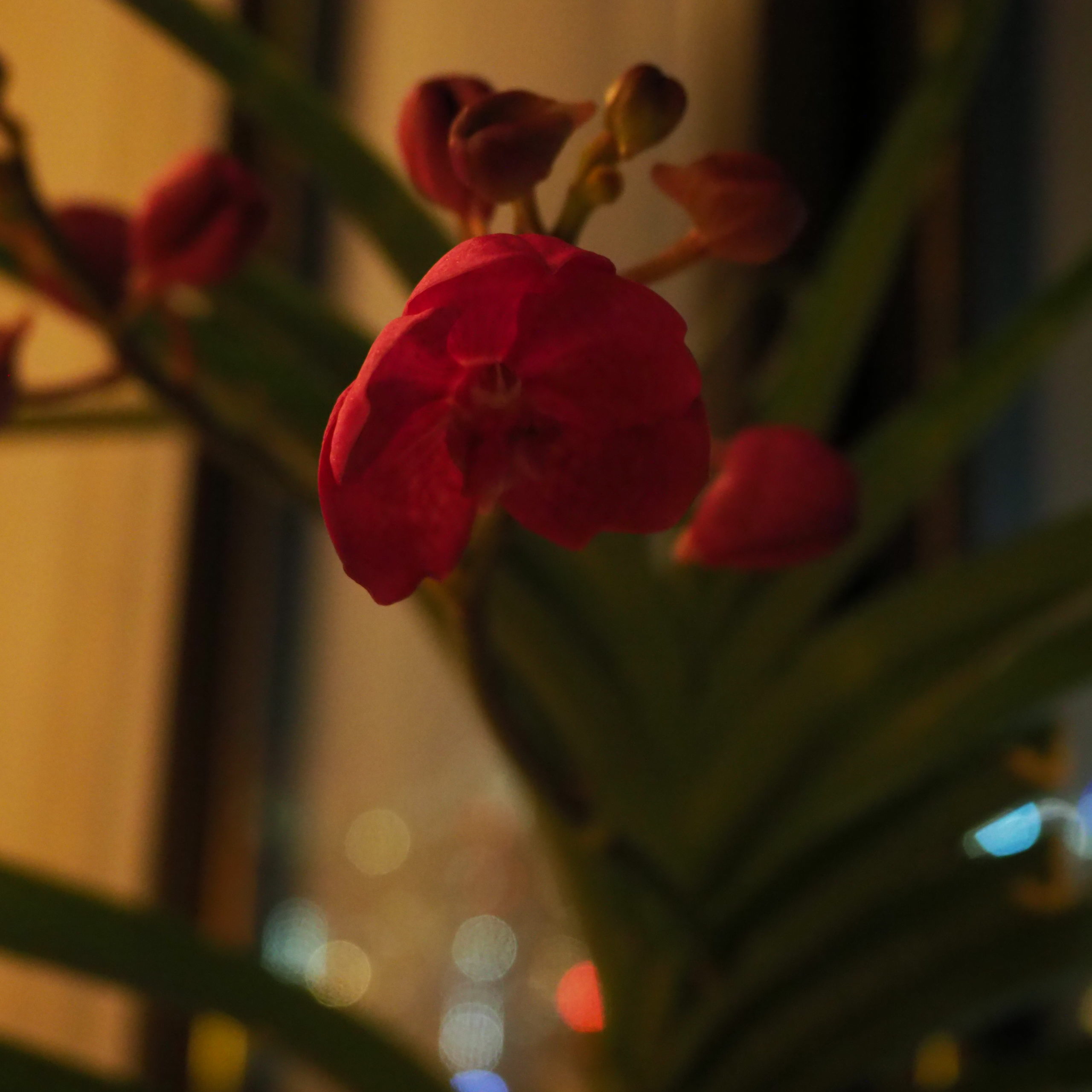 バンダの花がちょっと開花